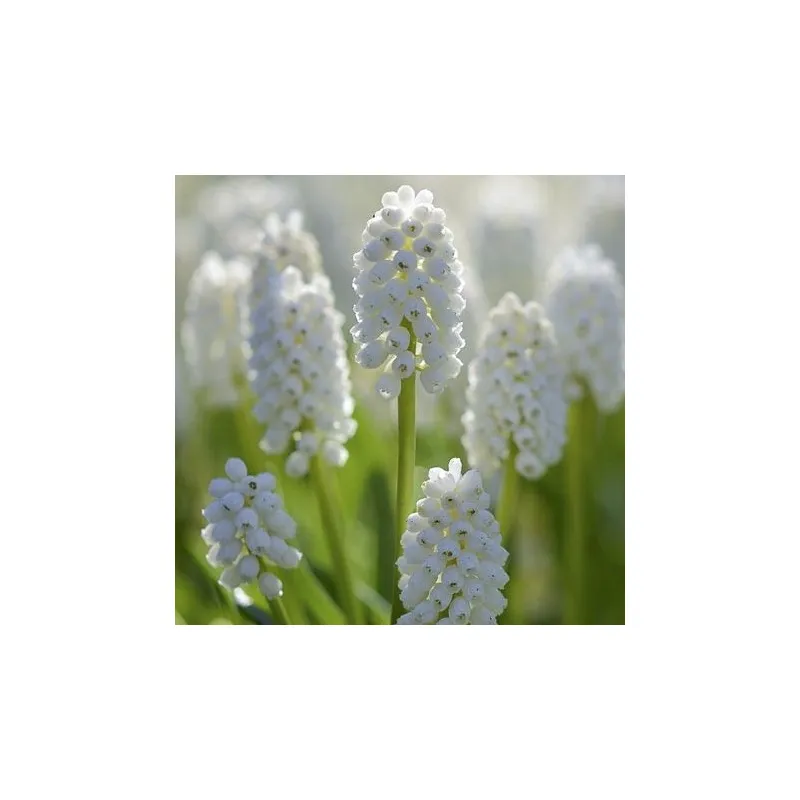 Muscari aucheri "White Magic"