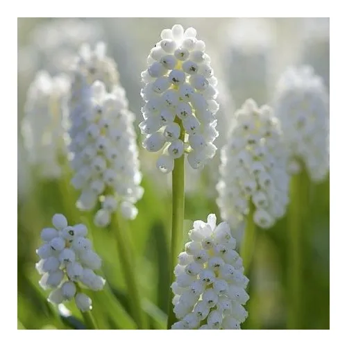 Muscari aucheri "White Magic"