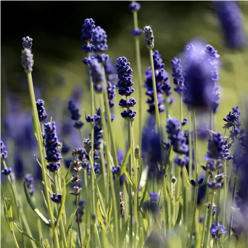 Lavande vraie "Hidcote"