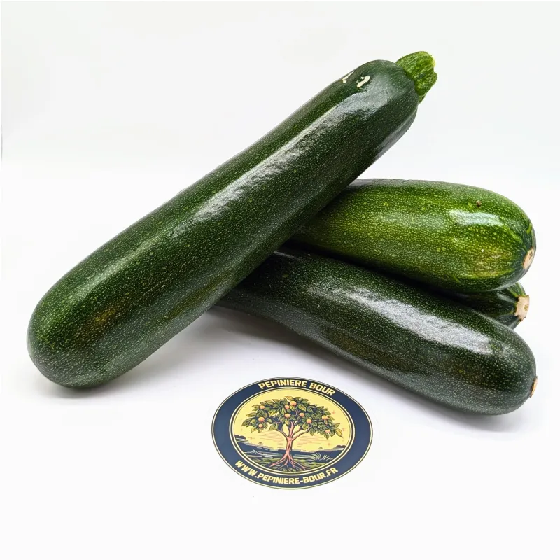 Plant de Courgettes Black beauty