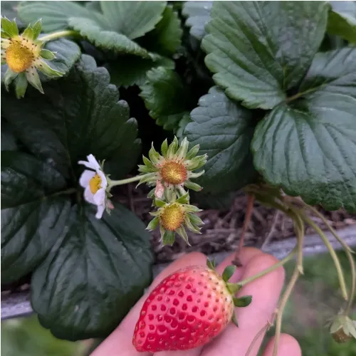 Plant de Fraisier Cijosée