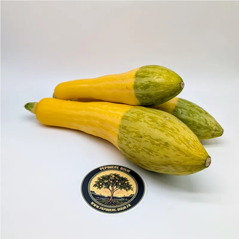 Plant de Courgette Zéphyr F1