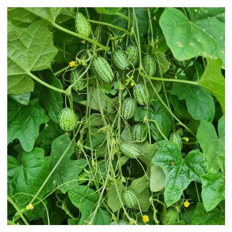 Plant de Concombre "Apero" Cucamelon