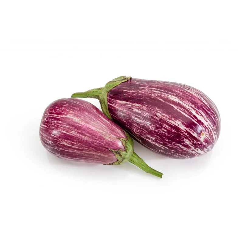 Plant d'aubergine Rania F1