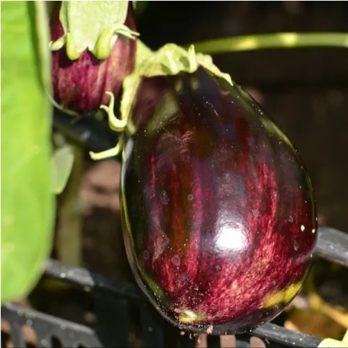 Plant d'aubergine Meronda